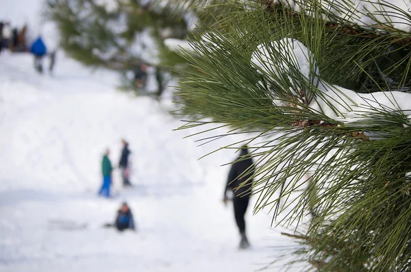 Pine branches with snow. People having fun ride with winter. — Stock Photo, Image