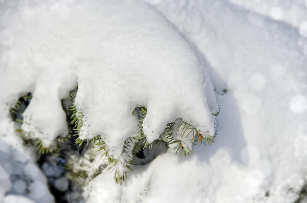 Téli fagyasztott tűlevelű ágak hóval. — Stock Fotó