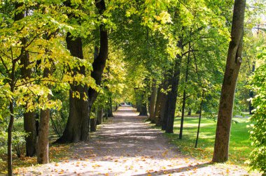 Sonbahar ormanındaki patika. 