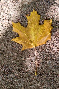 Sonbahar yaprakları yerde.