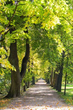 Sonbahar ormanındaki patika. 