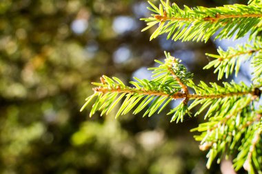 Mavi arkaplanda köknar ağacı iğneleri