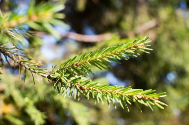 Mavi arkaplanda köknar ağacı iğneleri