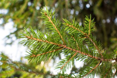 Mavi arkaplanda köknar ağacı iğneleri