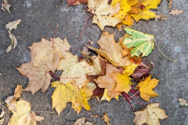 Sonbahar yaprakları yerde.