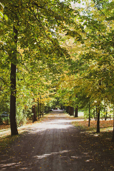 тропинка в осеннем лесу 