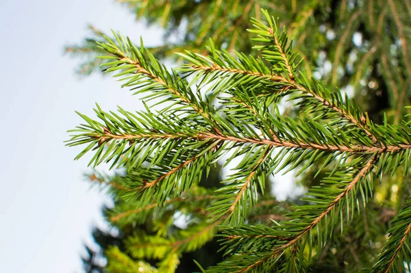 Mavi arkaplanda köknar ağacı iğneleri