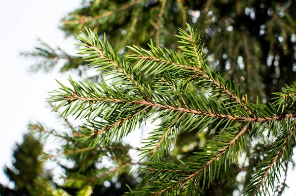 Mavi arkaplanda köknar ağacı iğneleri