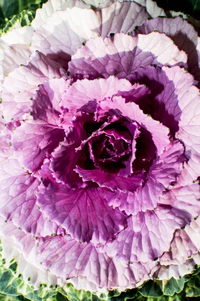 Cavolo Ornamentale Rosa Giardino — Foto Stock