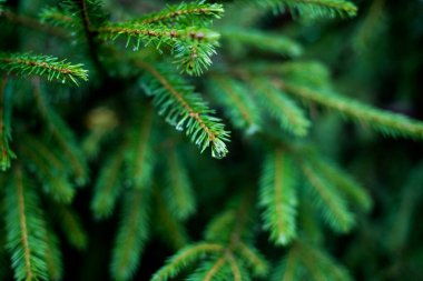 Çam iğnelerini yağmur damlasıyla kapatın