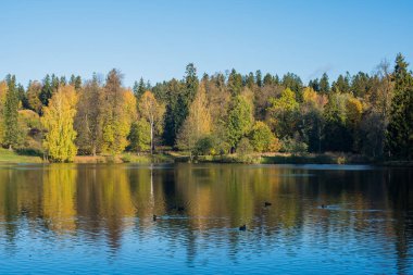 Suya yansıyan sonbahar ağaçları