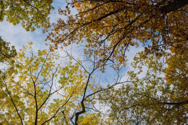 Sonbahar ormanındaki patika sabah