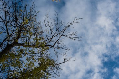 Sonbahar ormanındaki patika sabah