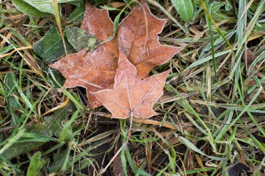  Donmuş sonbahar yaprakları yerde