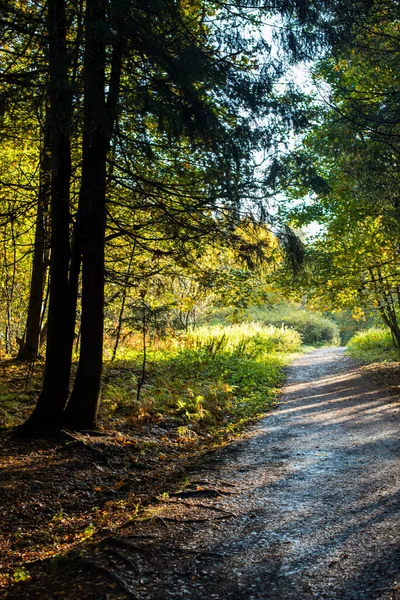 朝の秋の森の中の歩道 — ストック写真