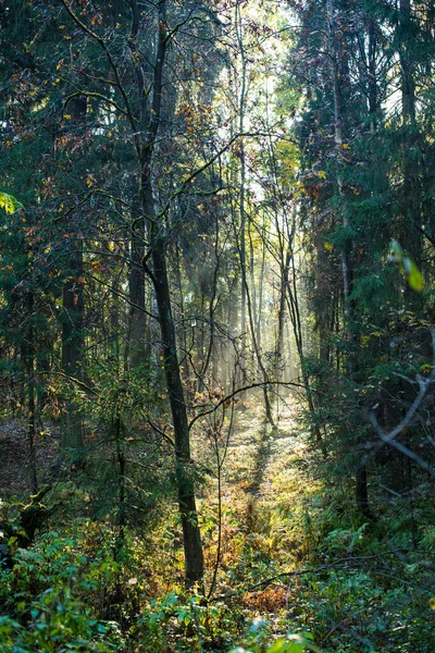 Sonbahar Ormanındaki Patika Sabah — Stok fotoğraf