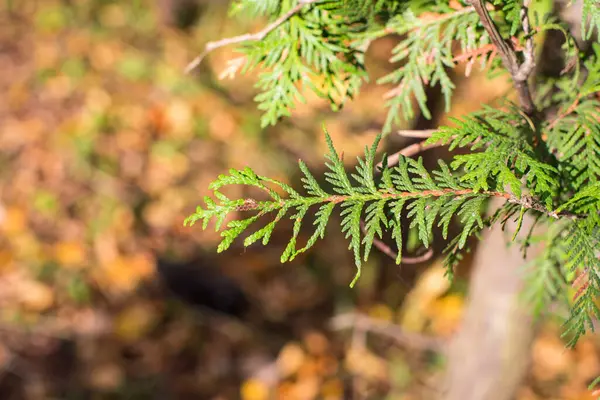 Herfst Gele Bladeren Grond — Stockfoto