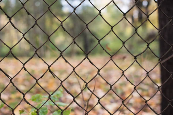 Recinzione Filo Spinato Sfondo Parco Autunno — Foto Stock