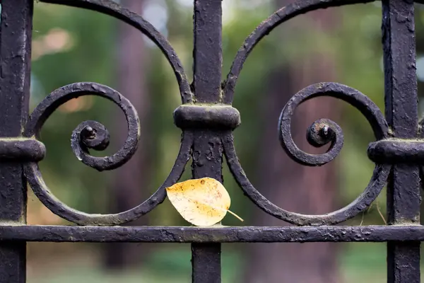 Ковані Ворота Маленьким Жовтим Листом — стокове фото