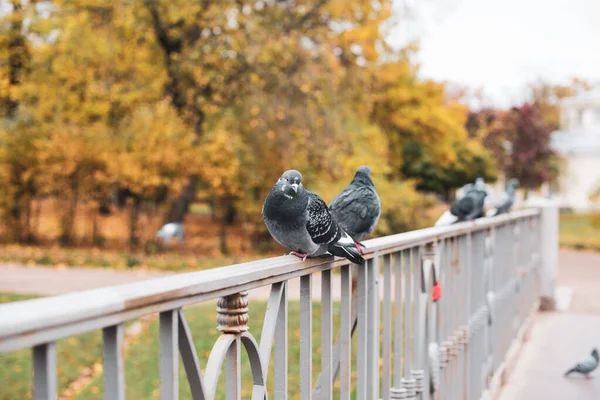 Pigeons Sur Pont Dans Parc Automne — Photo