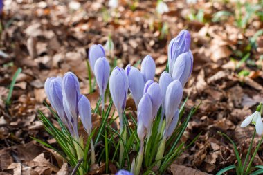Parkta bahar moru ve sarı çiçekler