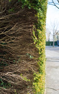 Geçitteki yeşil çitler 