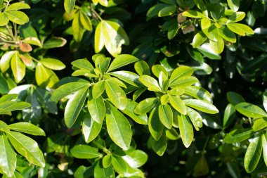 yeşil yapraklı parlak bahar arkaplanı