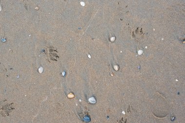 Sahilde dalgalar kuzey denizinde 