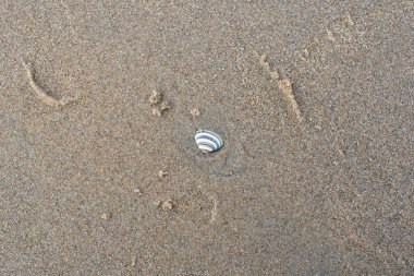 Sahilde dalgalar kuzey denizinde 