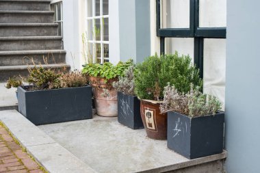 Amsterdam 'ın çiçek saksıları olan eski evleri