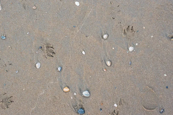 Sahilde dalgalar kuzey denizinde 