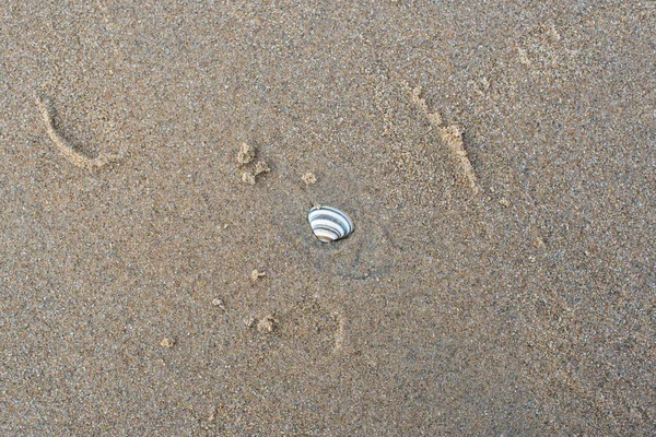 Sahilde dalgalar kuzey denizinde 