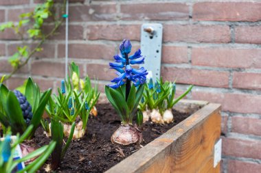 mor sümbül çiçekleri ve nergisler