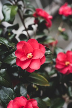 Amsterdam 'da taze bahar yeşili bitkiler