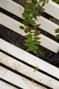 Amsterdam 'da taze bahar yeşili bitkiler