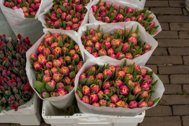 Amsterdam 'da taze bahar çiçekleri