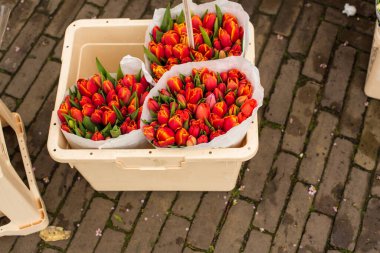 Amsterdam 'da taze bahar çiçekleri