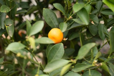 Meyveli portakal ağacı