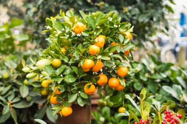 Meyveli portakal ağacı