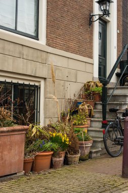 Amsterdam 'da taze bahar çiçekleri