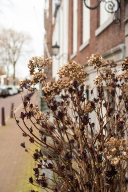 Amsterdam 'da taze bahar çiçekleri