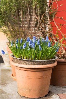 Amsterdam 'da bahar çiçekleri 