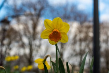 Amsterdam 'da taze bahar çiçekleri
