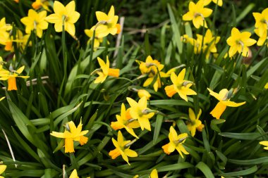 Amsterdam 'da taze bahar çiçekleri