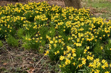 Amsterdam 'da taze bahar çiçekleri