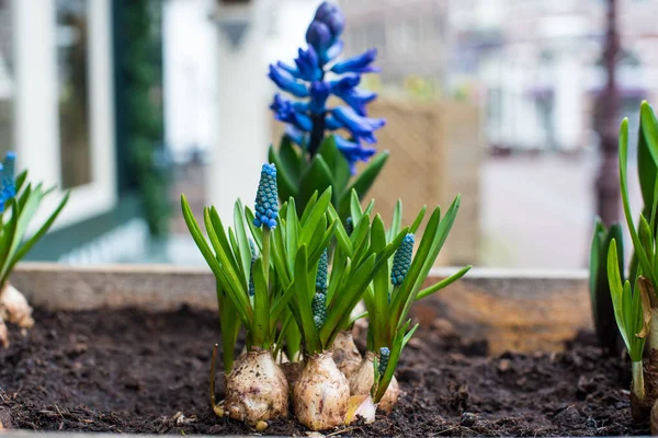 mor sümbül çiçekleri ve nergisler