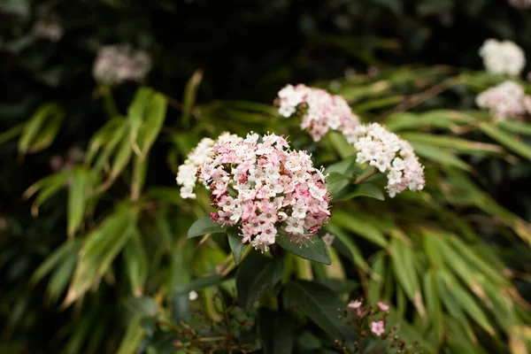 Amsterdam 'da taze bahar yeşili bitkiler
