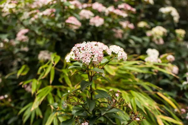 Amsterdam 'da taze bahar yeşili bitkiler