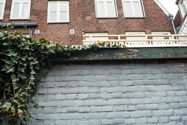 Cat Old House Roof Garden — Stock Photo, Image