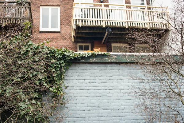 Cat Old House Roof Garden — Stock Photo, Image